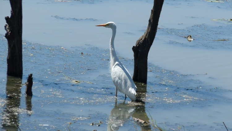 Egret